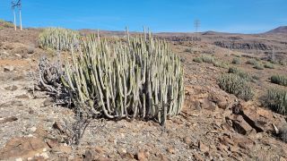2024-02-GranCan-Playa Del Aguila-Trek-27.jpg